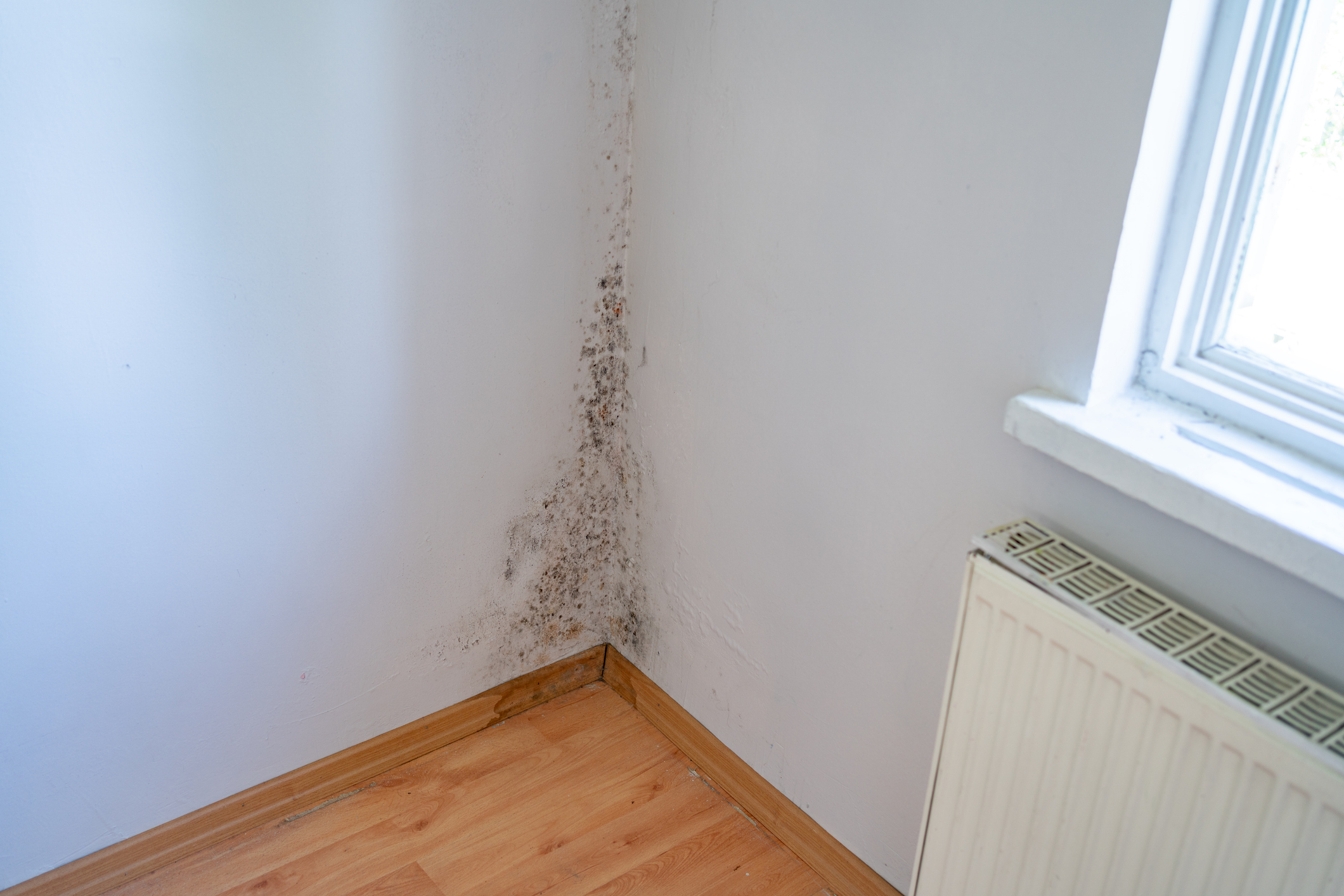 Schwarzer Schimmel in einer Wandecke im Schlafzimmer.