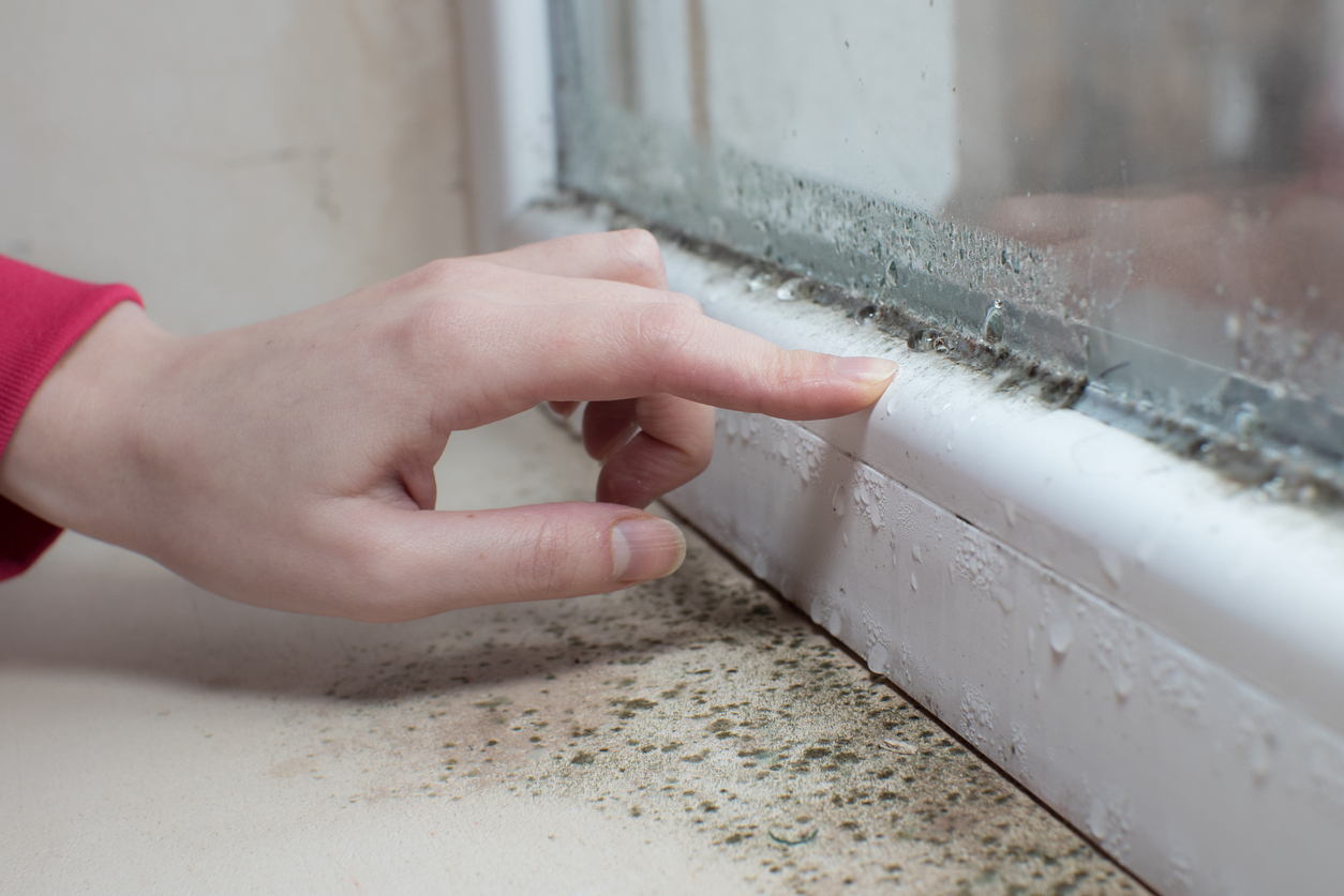 Schimmel am Fenster: Ursachen, Risiken und Maßnahmen
